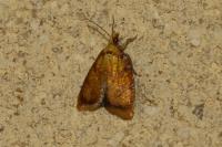 Acleris bergmanniana