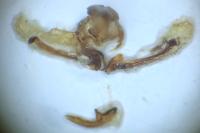 Cnephasia stephensiana