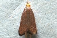 Eurodachtha pallicornella