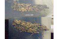 Zeiraphera isertana
