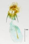 Cnephasia stephensiana