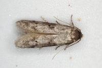 Blastobasis glandulella