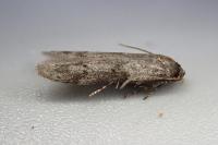 Blastobasis glandulella