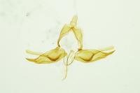 Blastobasis glandulella