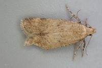 Pexicopia malvella