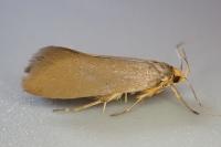 Crassa unitella