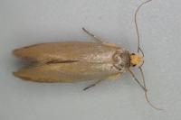 Crassa unitella