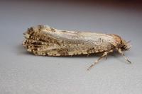 Morophaga choragella