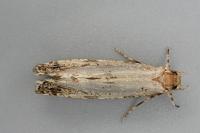 Morophaga choragella
