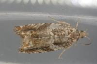 Epinotia abbreviana