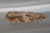 Epinotia abbreviana