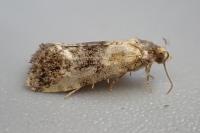 Phalonidia gilvicomana