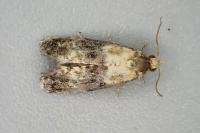 Phalonidia gilvicomana