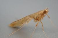 Caloptilia hemidactylella