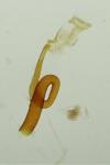 Caloptilia hemidactylella