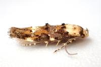 Mompha lacteella