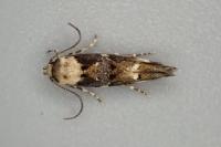 Mompha lacteella
