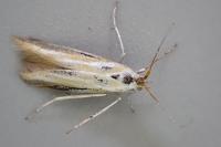 Coleophora vibicella