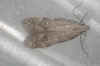 Teleiodes vulgella