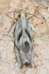 Eucosma metzneriana