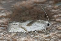 Eucosma metzneriana