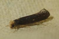 Monopis nigricantella