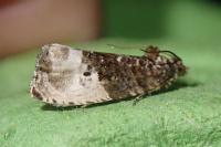 Hedya nubiferana
