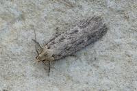 Platyedra subcinerea