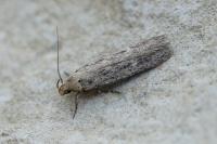 Platyedra subcinerea