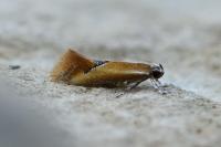 Batia lunaris