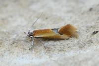 Batia lunaris