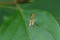 Argyresthia pruniella