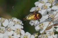 Nemophora fasciella