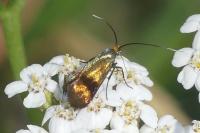 Nemophora fasciella