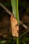 Clepsis spectrana