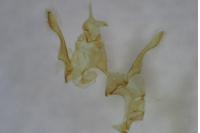 Bryotropha domestica