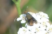 Nemophora fasciella