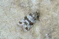 Isotrias rectifasciana