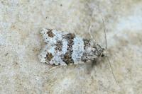 Isotrias rectifasciana