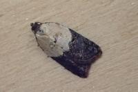 Acleris variegana