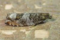 Ancylis achatana