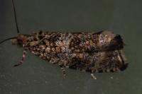 Celypha lacunana