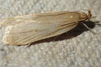 Helcystogramma rufescens