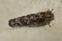 Ochsenheimeria taurella