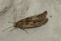 Hofmannophila pseudospretella
