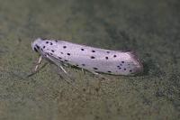 Yponomeuta malinellus