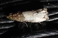 Notocelia roborana