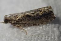 Zeiraphera isertana