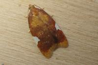 Acleris holmiana