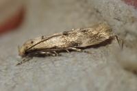 Mompha epilobiella